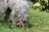 LAGOTTO CAVAGE 060